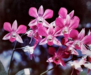 Dendrobium Tomie