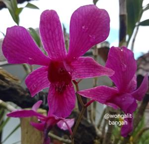 Dendrobium Tomie Drake