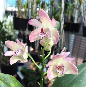 Dendrobium Wonga