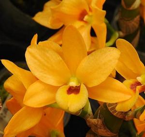 Dendrobium Yellow Ribbon