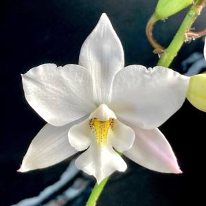 Caulaelia Snowflake