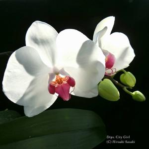 Phalaenopsis City Girl