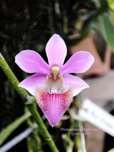 Phalaenopsis Purple Gem