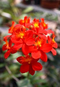 Epidendrum Joseph Lii