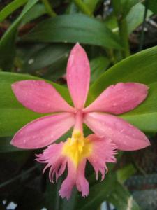 Epidendrum Joseph Lii