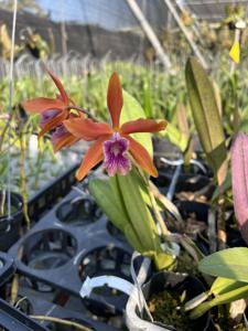 Cattleya Ipanema Beach