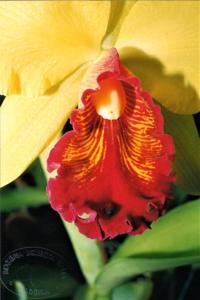 Cattleya Amber Glow