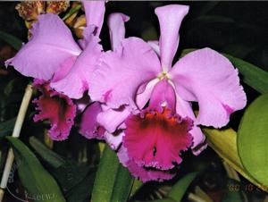 Cattleya Arid Acres