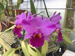 Cattleya Bryan Wheeler