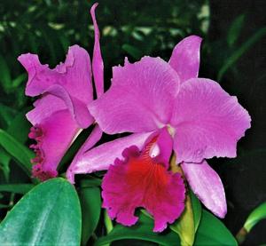 Cattleya Bonanza (Bracey)