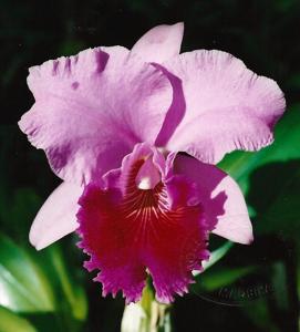 Cattleya Bonanza (Bracey)