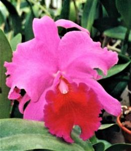 Cattleya Bonanza (Bracey)