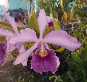 Cattleya Canhamiana