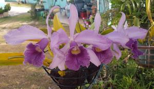 Cattleya Canhamiana