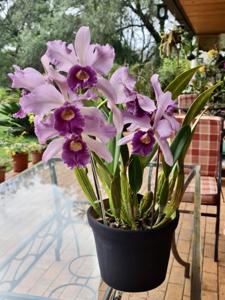 Cattleya Canhamiana