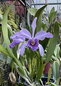 Cattleya Canhamiana