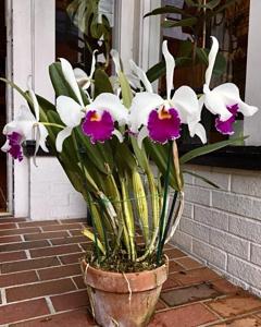 Cattleya Canhamiana