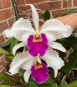 Cattleya Canhamiana