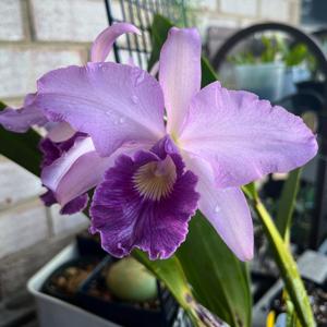 Cattleya Canhamiana