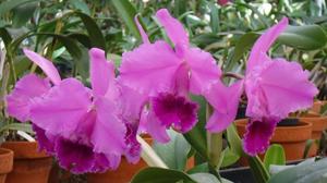 Cattleya Culminant