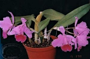 Cattleya Culminant