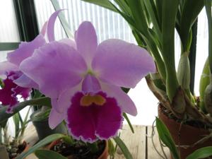 Cattleya Cornelia (1893)