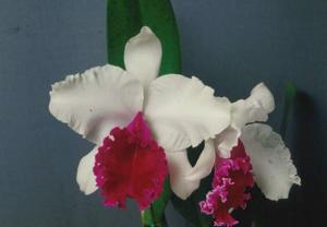 Cattleya Ecstacy