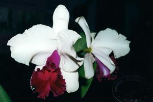 Cattleya Ecstacy