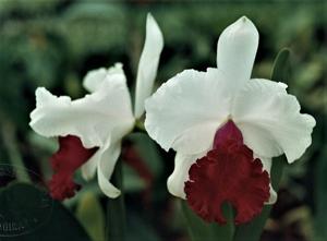 Cattleya Ecstacy