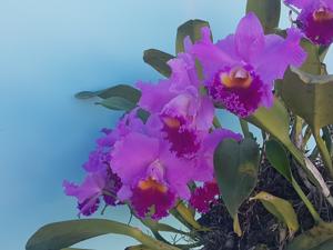 Cattleya Drumbeat