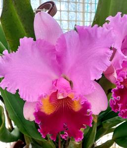 Cattleya Drumbeat