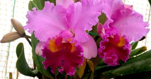 Cattleya Drumbeat