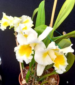 Cattleya Esbetts Clown
