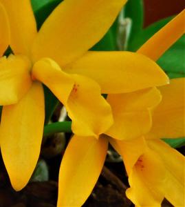 Cattlianthe Golden Sparkle