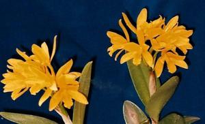 Cattlianthe Golden Sparkle