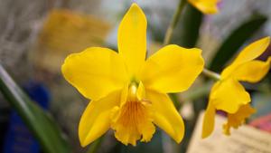 Cattleya Golden Star