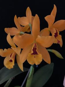 Cattlianthe Gold Digger