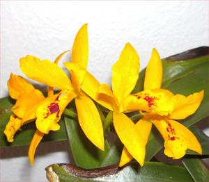 Cattlianthe Gold Digger