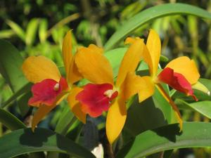 Cattlianthe Gold Digger