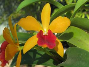 Cattlianthe Gold Digger