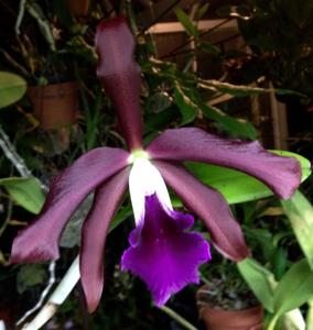 Cattleya Issy