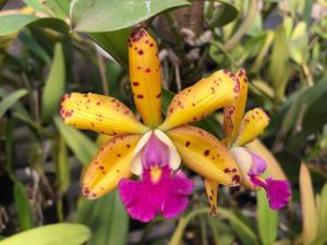 Cattleya Jungle Elf