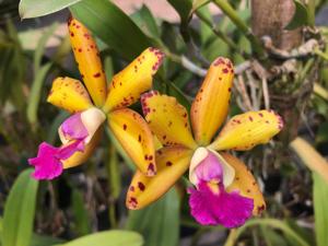 Cattleya Jungle Elf