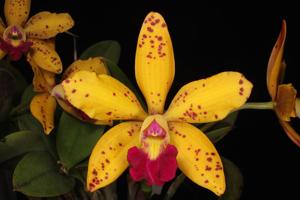 Cattleya Jungle Elf