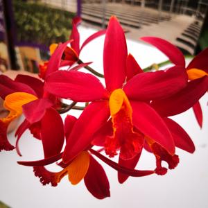 Cattleya Koolau Seagulls