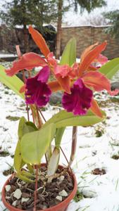 Cattleya Luminosa (1901)