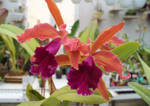 Cattleya Luminosa (1901)