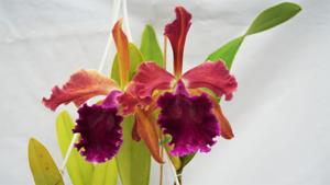 Cattleya Luminosa (1901)