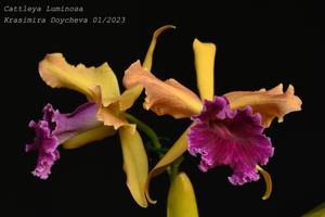 Cattleya Luminosa (1901)