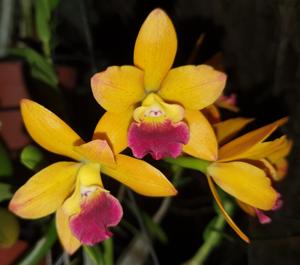 Cattlianthe Loog Tone